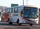 Rouxinol 088 na cidade de Belo Horizonte, Minas Gerais, Brasil, por Adão Raimundo Marcelino. Número da foto: #595940.