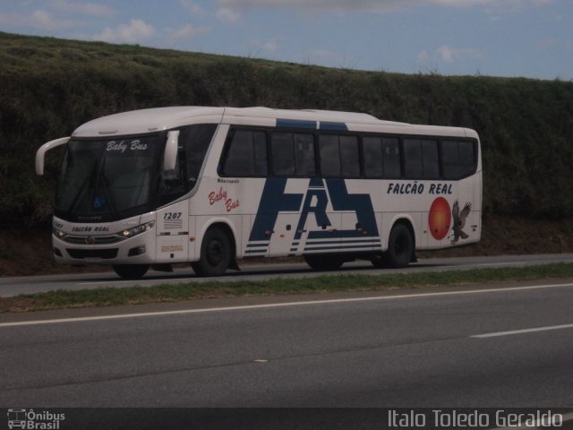 Falcão Real 1207 na cidade de Três Corações, Minas Gerais, Brasil, por Lucas Borges . ID da foto: 706792.