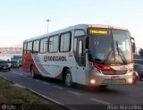 Rouxinol 910 na cidade de Belo Horizonte, Minas Gerais, Brasil, por Adão Raimundo Marcelino. Número da foto: #499378.