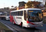 Rouxinol 044 na cidade de Belo Horizonte, Minas Gerais, Brasil, por Adão Raimundo Marcelino. Número da foto: #508479.